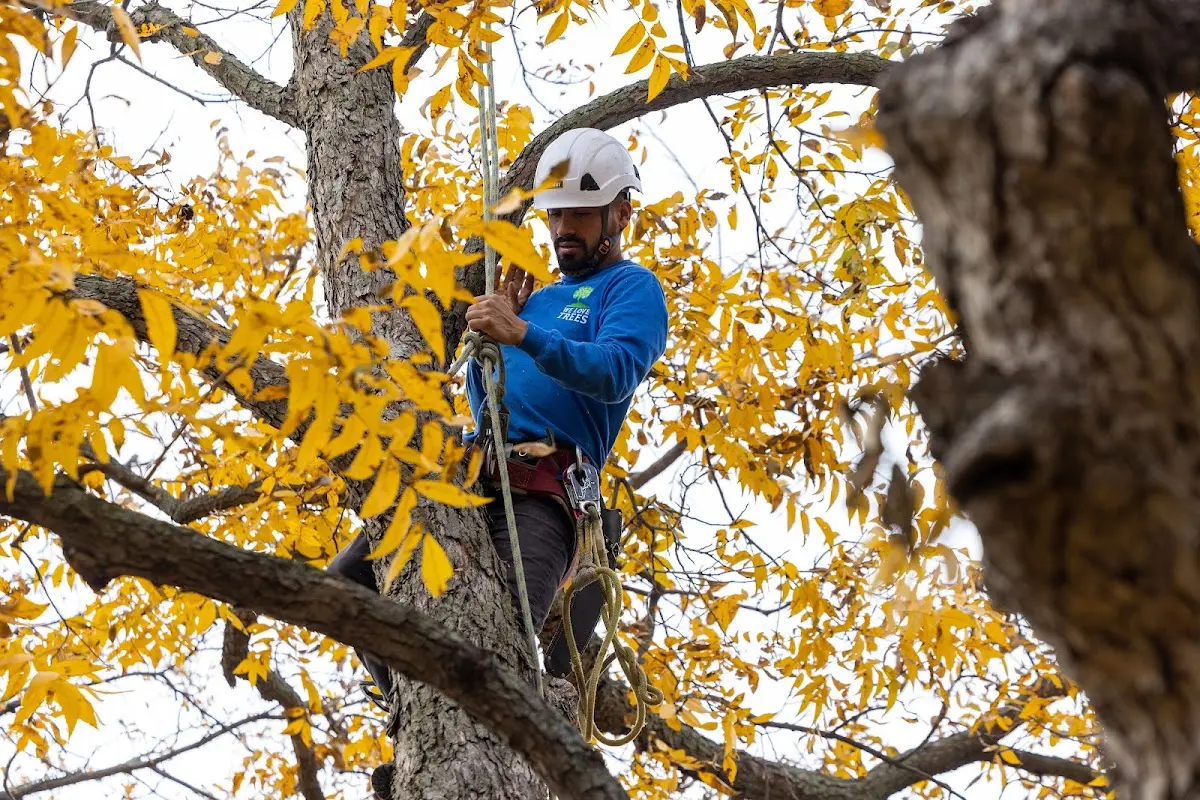 Skilled Tree Planting crew working in Gilbertville